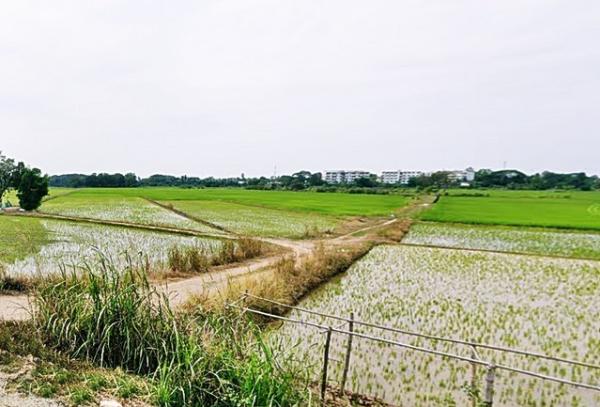 2 ขาย ที่ดิน ที่ดิน อ.เมือง พิจิตร ถูกที่สุด ชั้นทั้งหมด 1 ชั้น ใกล้กับ สถานีรถไฟพิจิตร